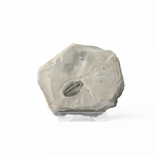 Elrathia kingii Trilobite