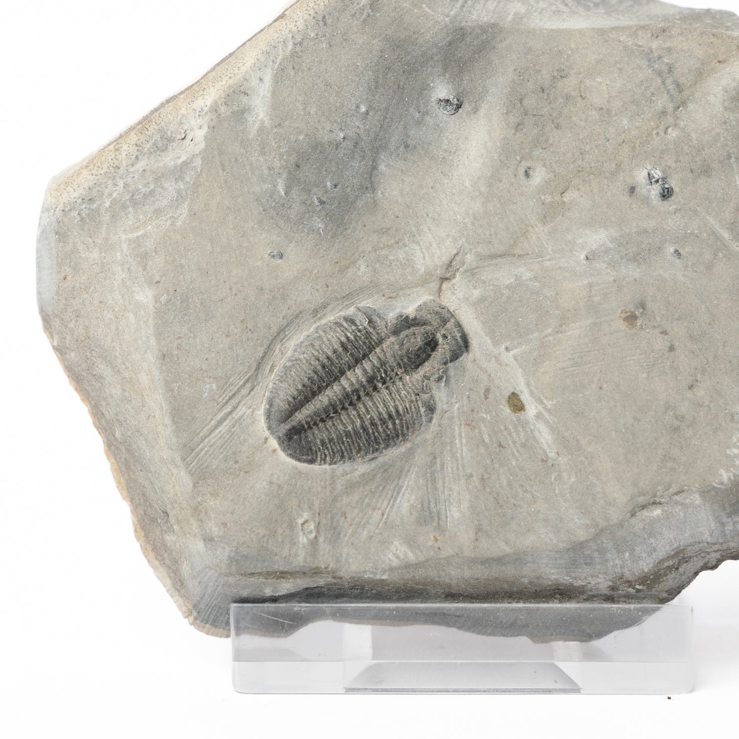 Elrathia kingii Trilobite