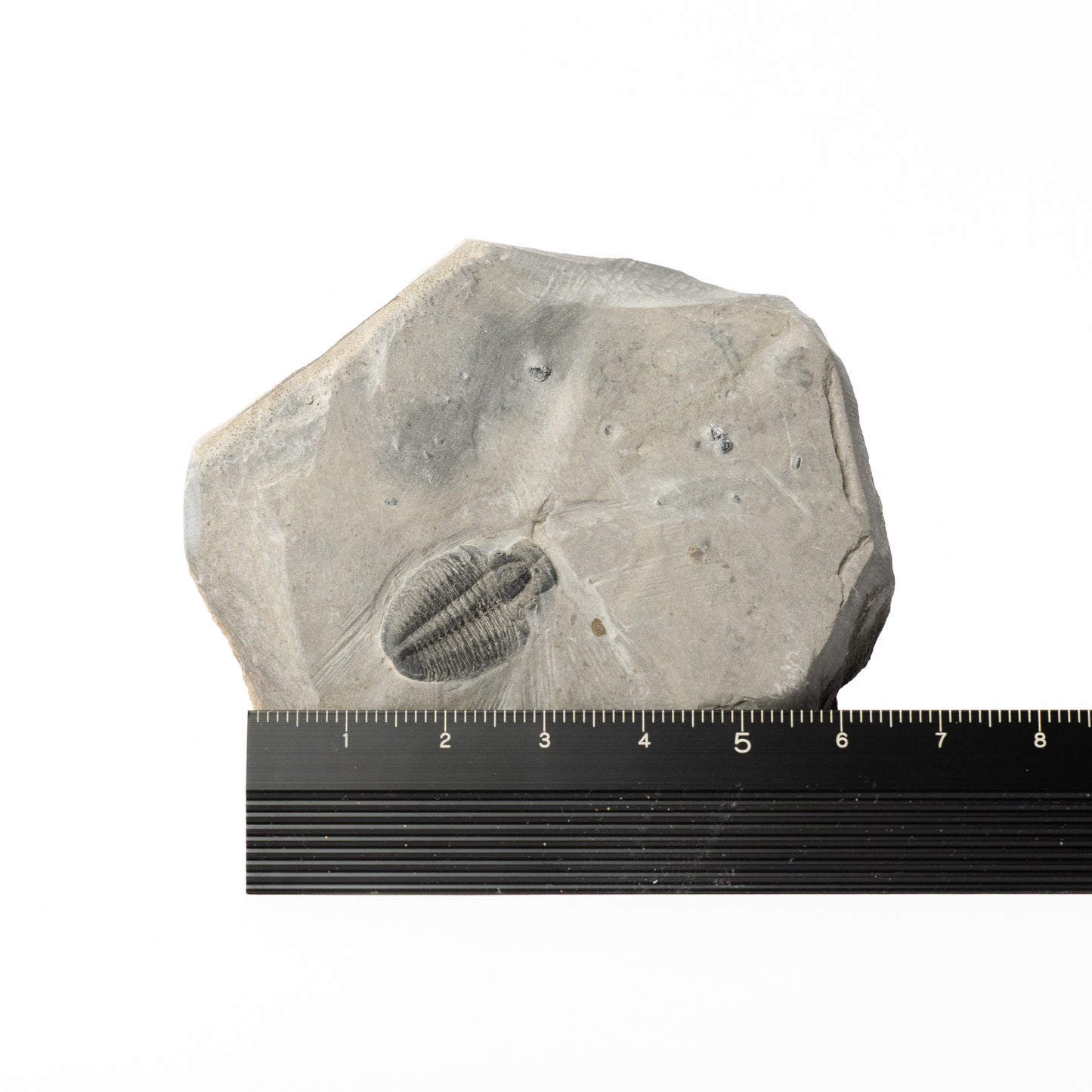 Elrathia kingii Trilobite