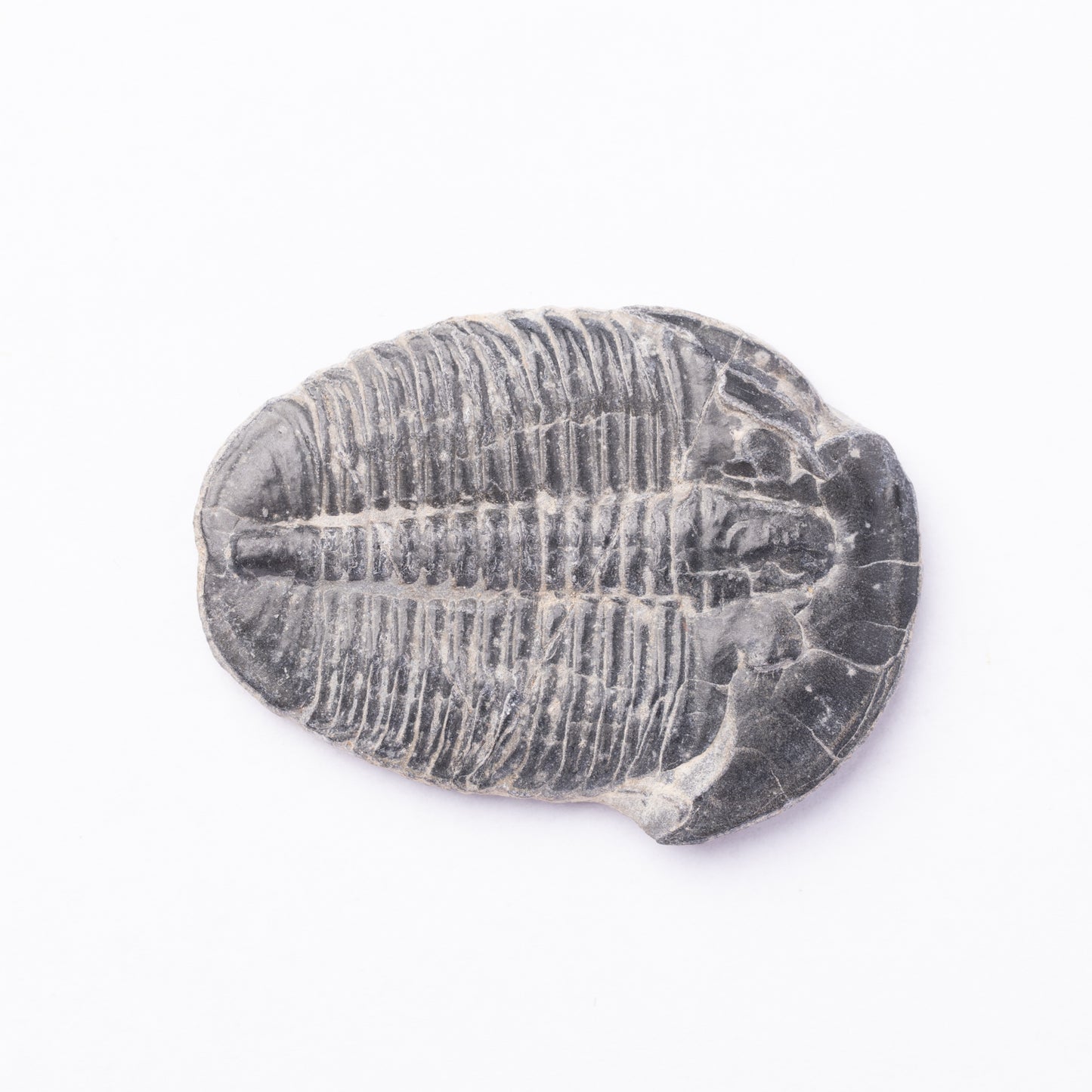 Elrathia kingii Trilobite
