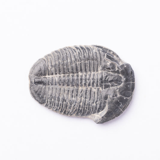 Elrathia kingii Trilobite