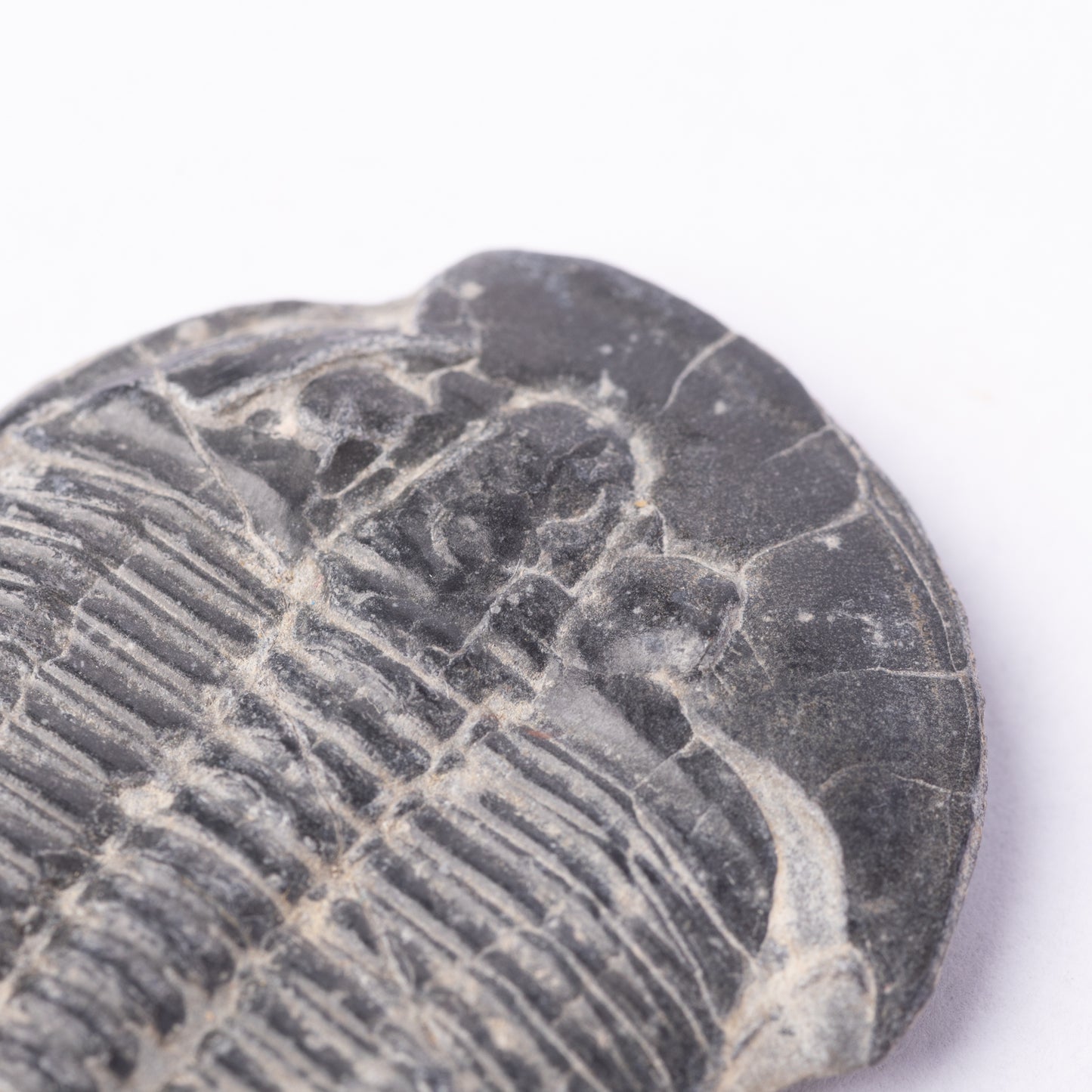 Elrathia kingii Trilobite