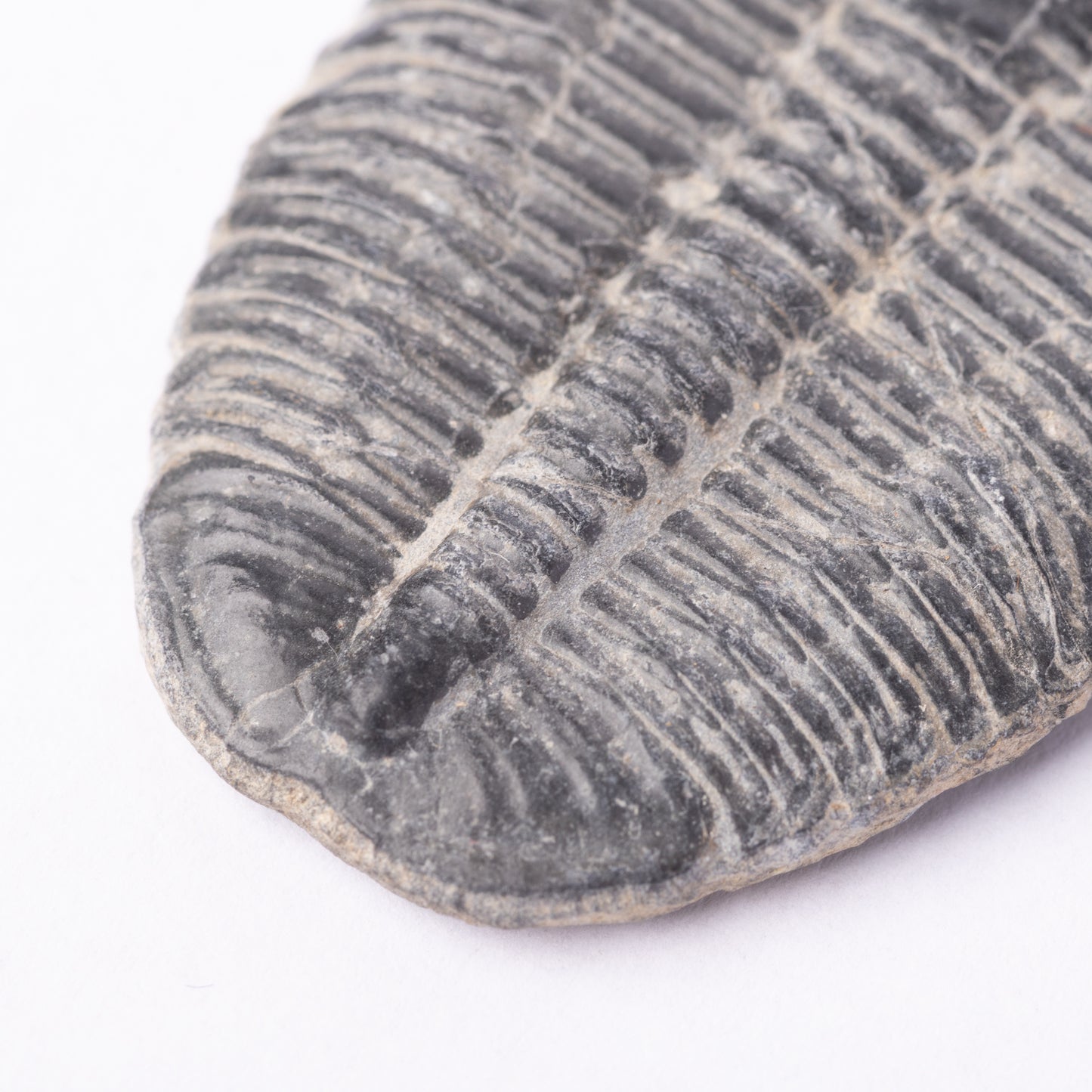 Elrathia kingii Trilobite