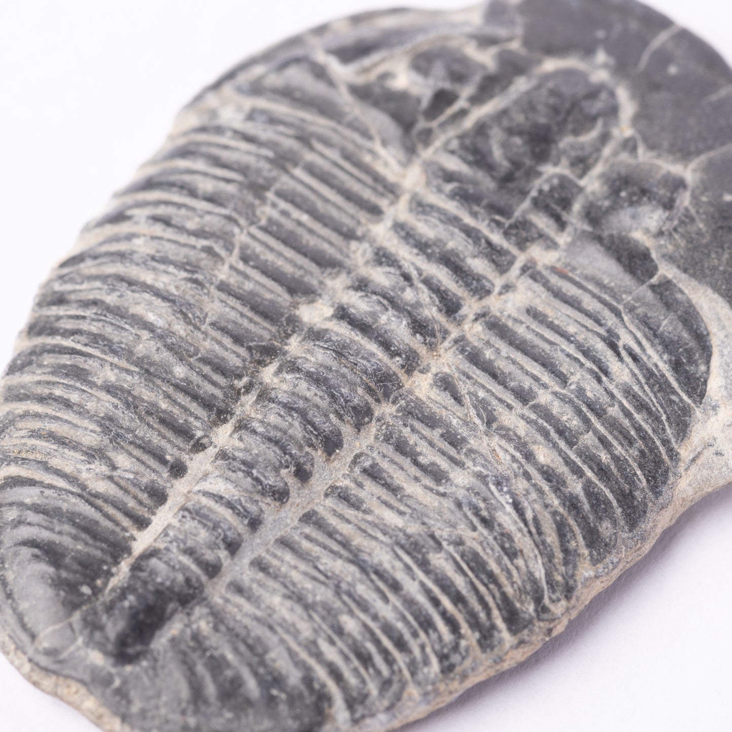 Elrathia kingii Trilobite