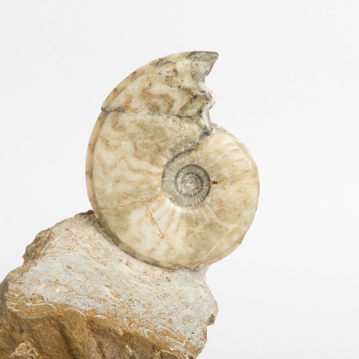 Eparietites sp. Ammonite
