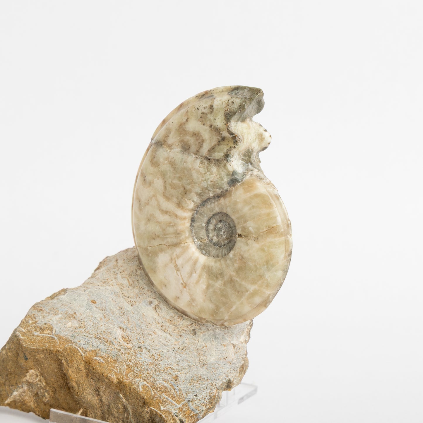 Eparietites sp. Ammonite