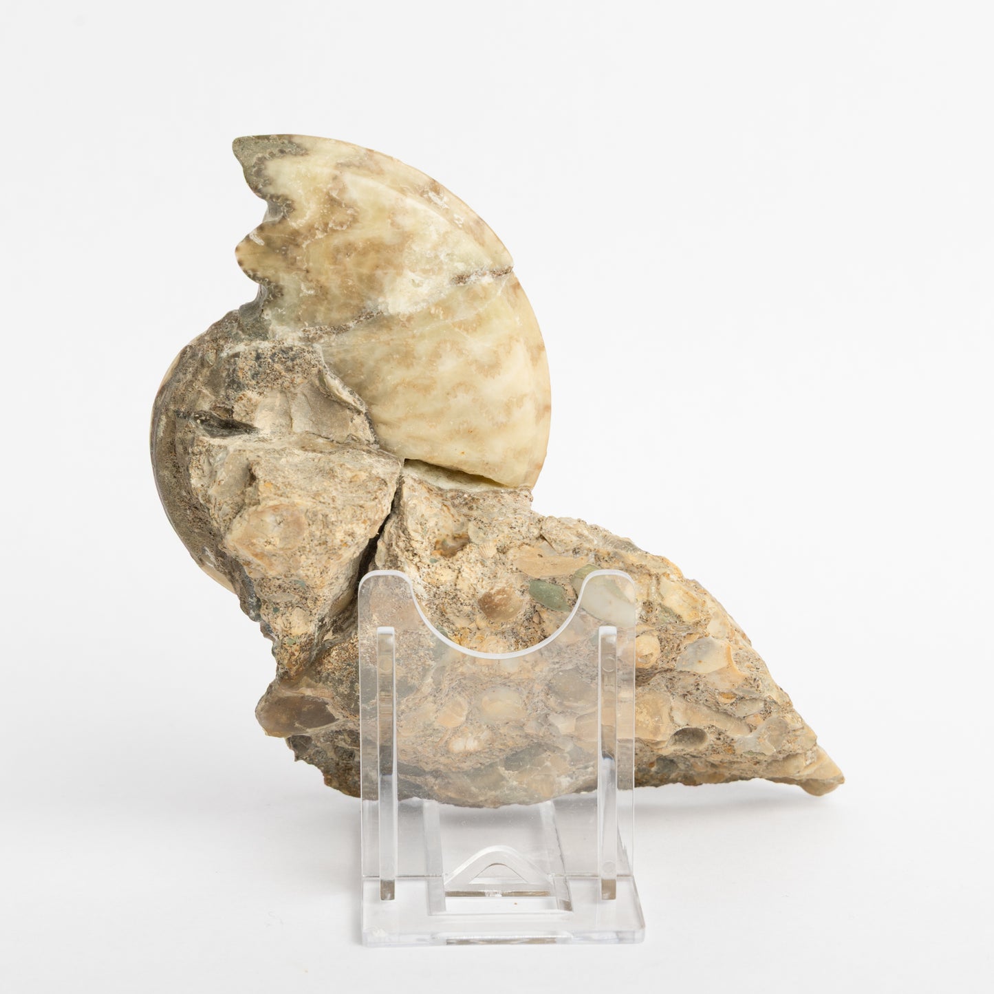 Eparietites sp. Ammonite