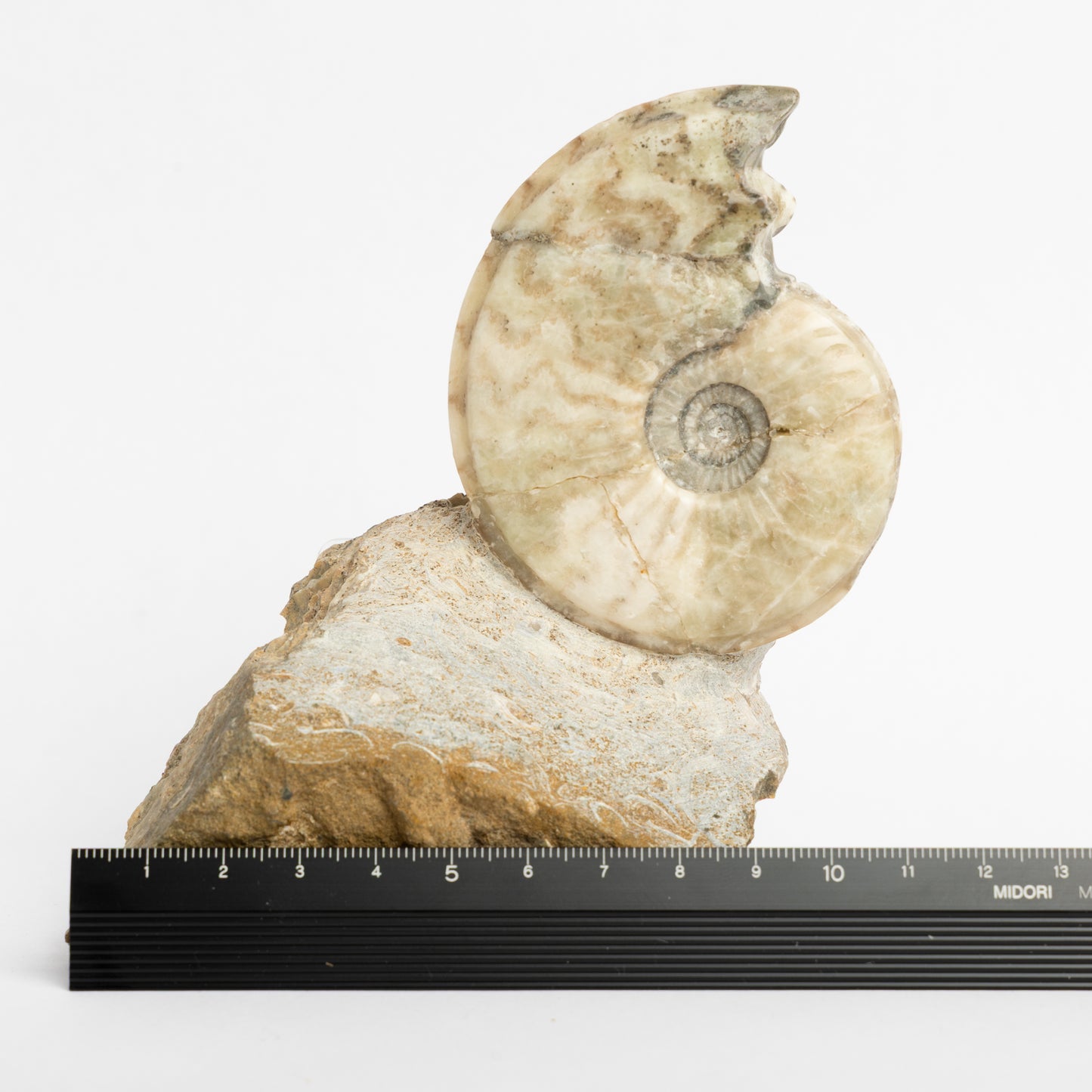 Eparietites sp. Ammonite