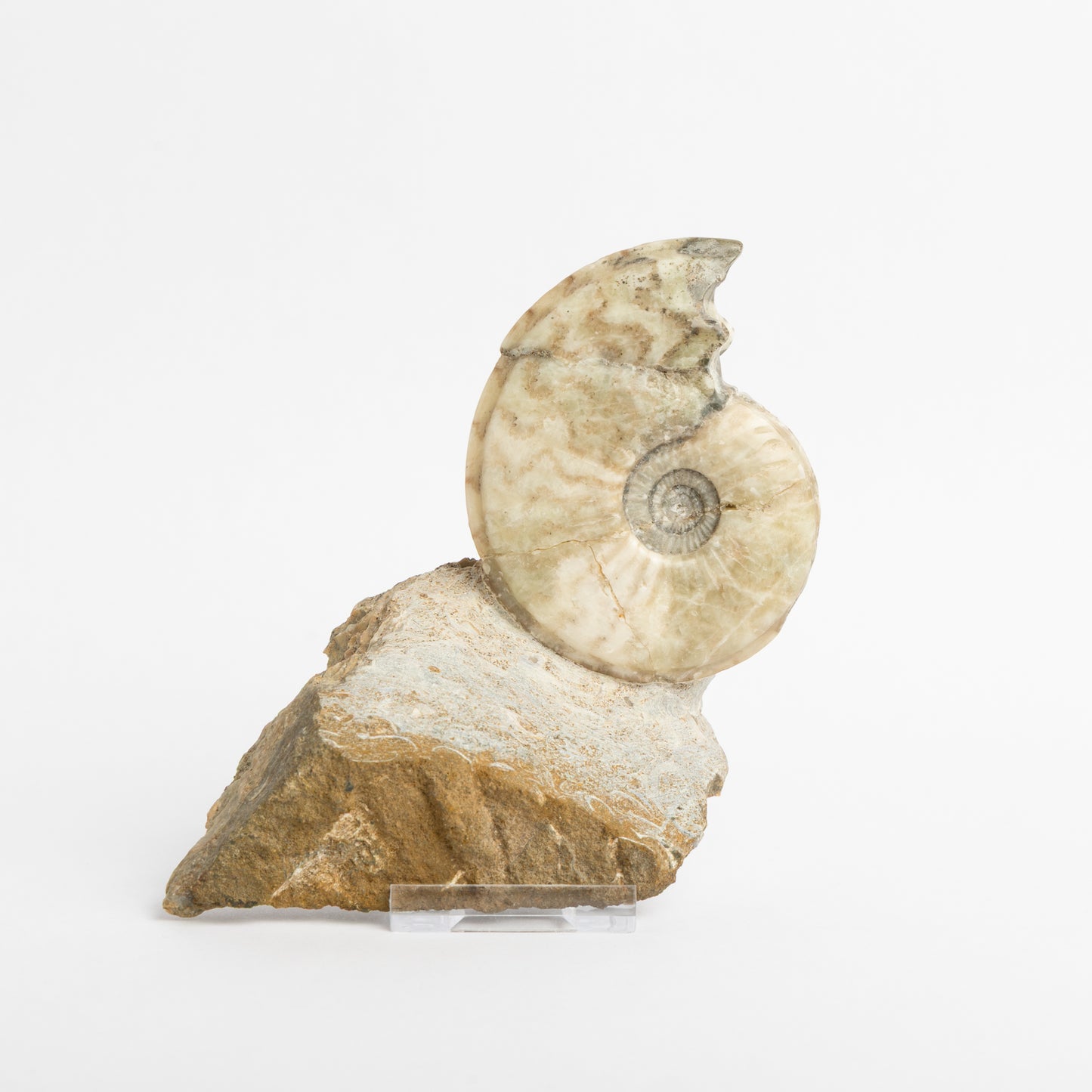 Eparietites sp. Ammonite