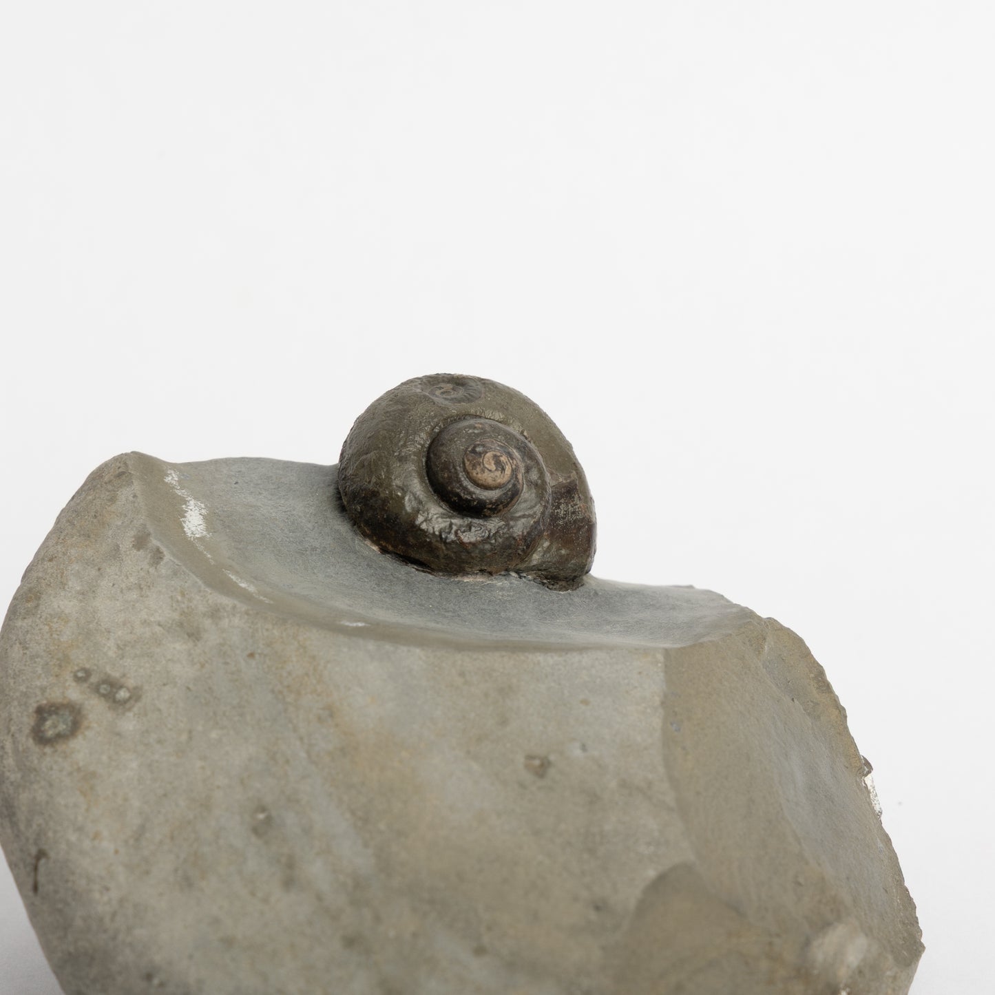 Gastropod