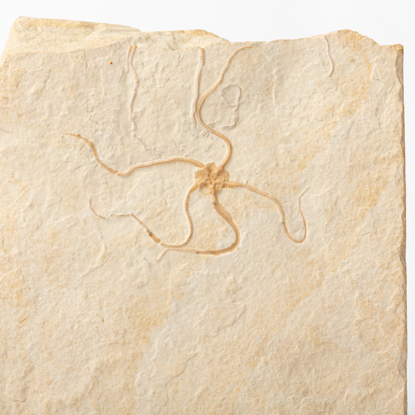 Geocoma carinata Brittle Star
