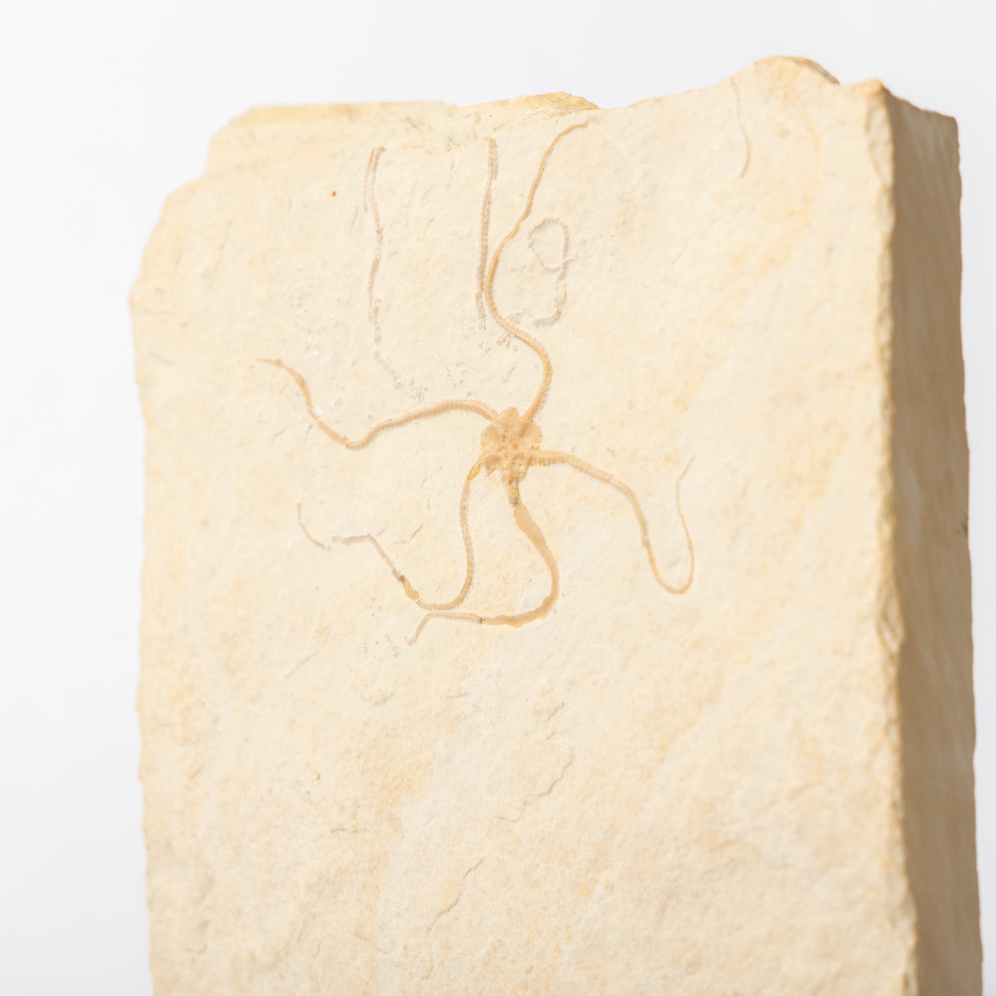 Geocoma carinata Brittle Star