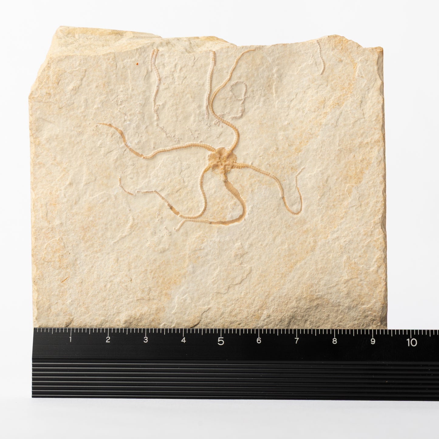 Geocoma carinata Brittle Star