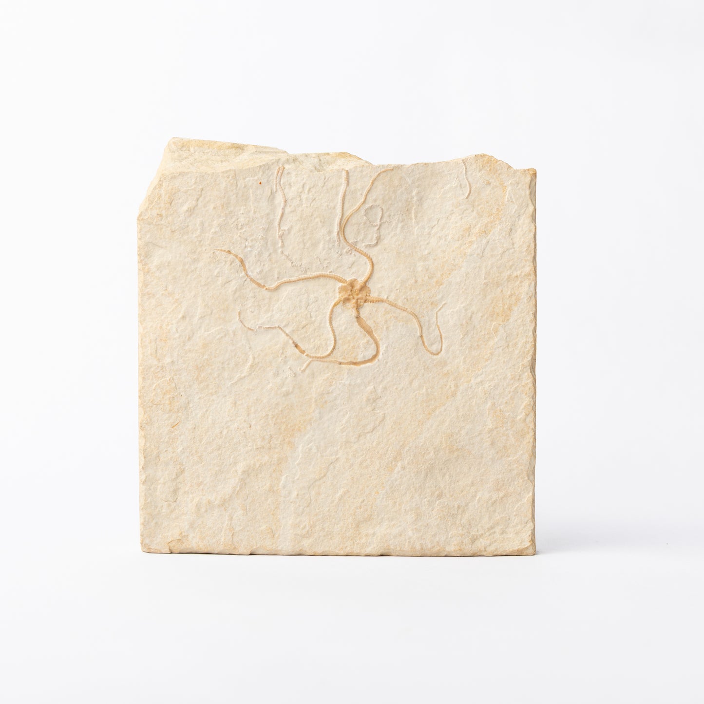 Geocoma carinata Brittle Star