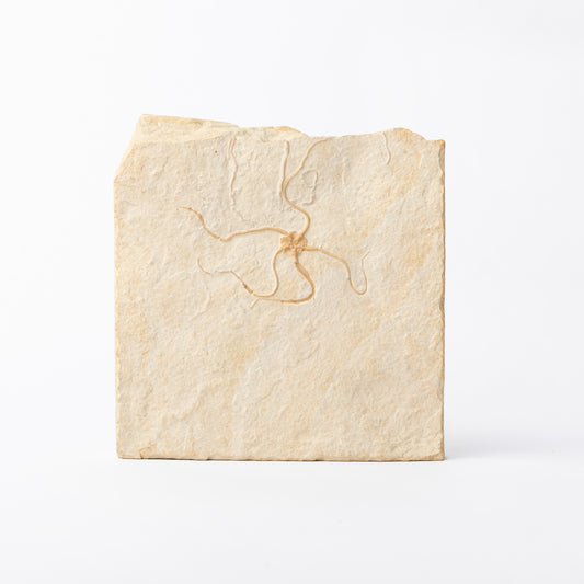 Geocoma carinata Brittle Star