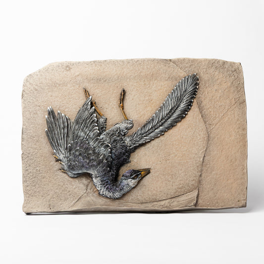 Artistic Interpretation of Archaeopteryx (Eichstätt Specimen) by Karen Fawcett