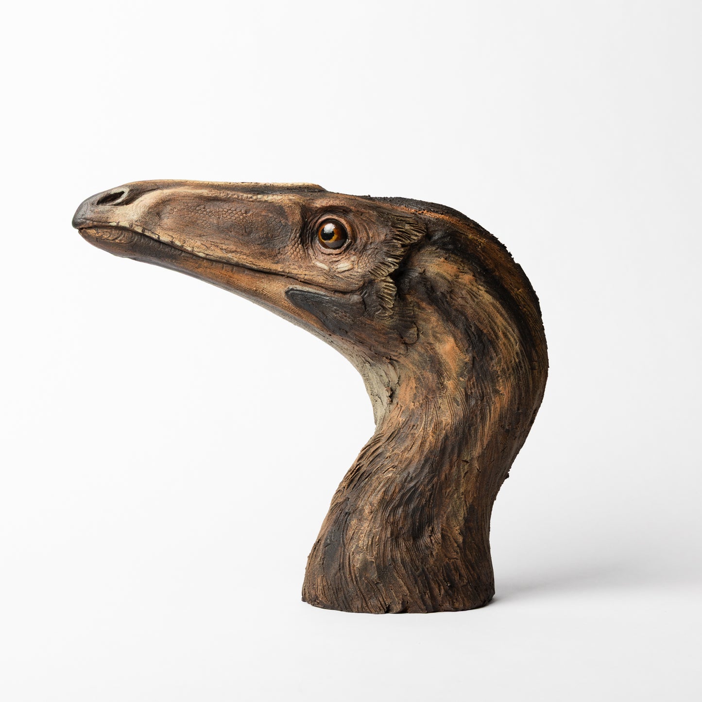 Artistic Interpretation of Coelophysis by Karen Fawcett