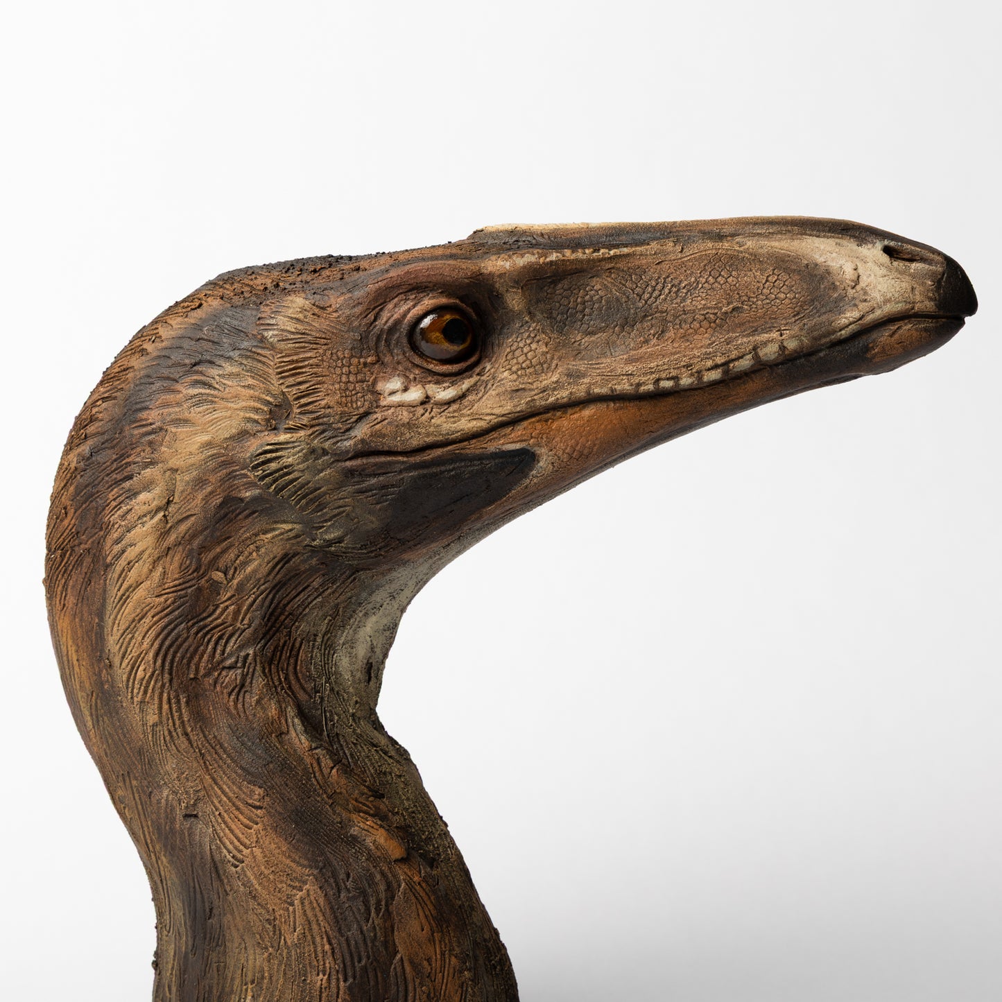 Artistic Interpretation of Coelophysis by Karen Fawcett