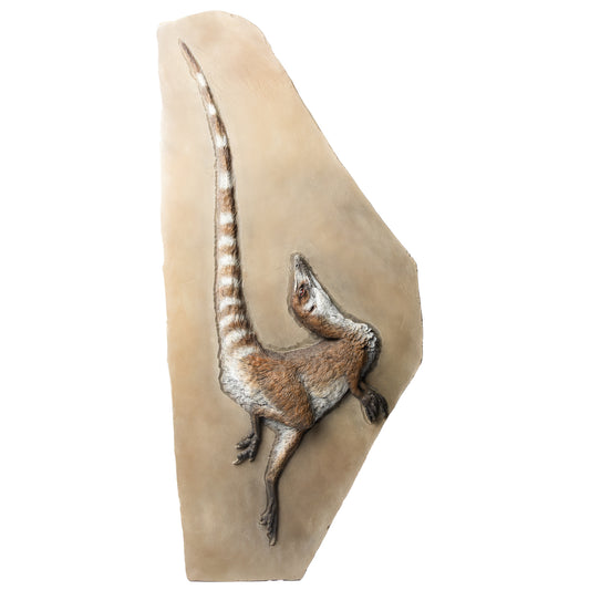 Artistic Interpretation of Sinosauropteryx by Karen Fawcett