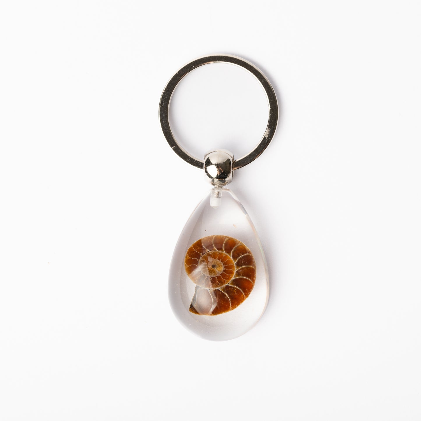 Cleoniceras sp. Ammonite Keyring