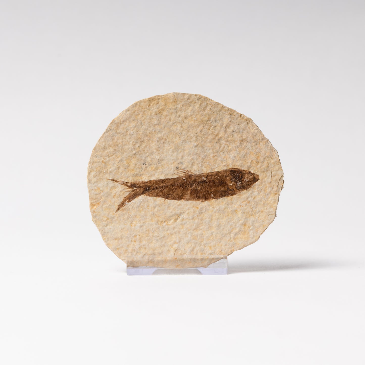 Knightia eocaenea Fossil Fish