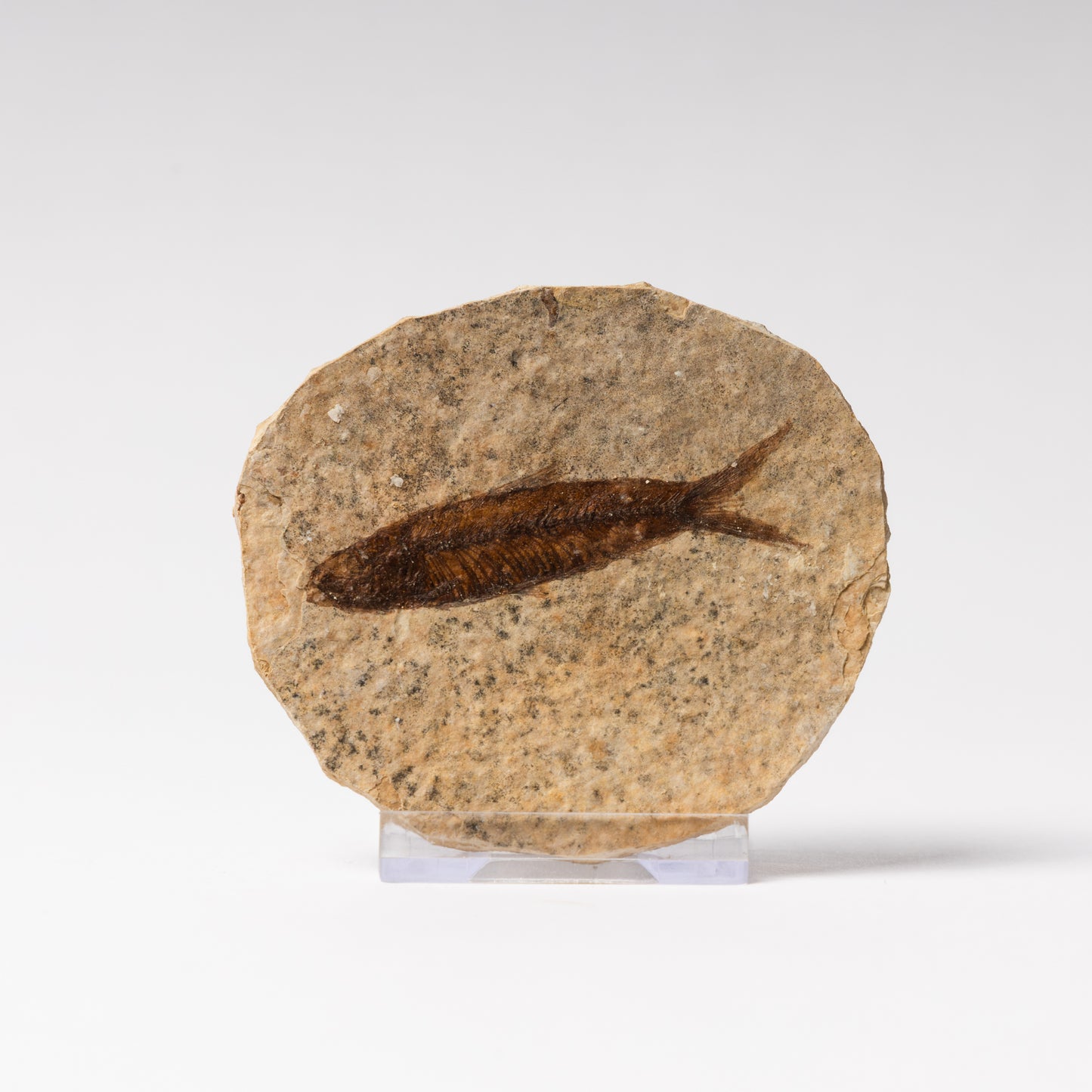 Knightia eocaenea Fossil Fish
