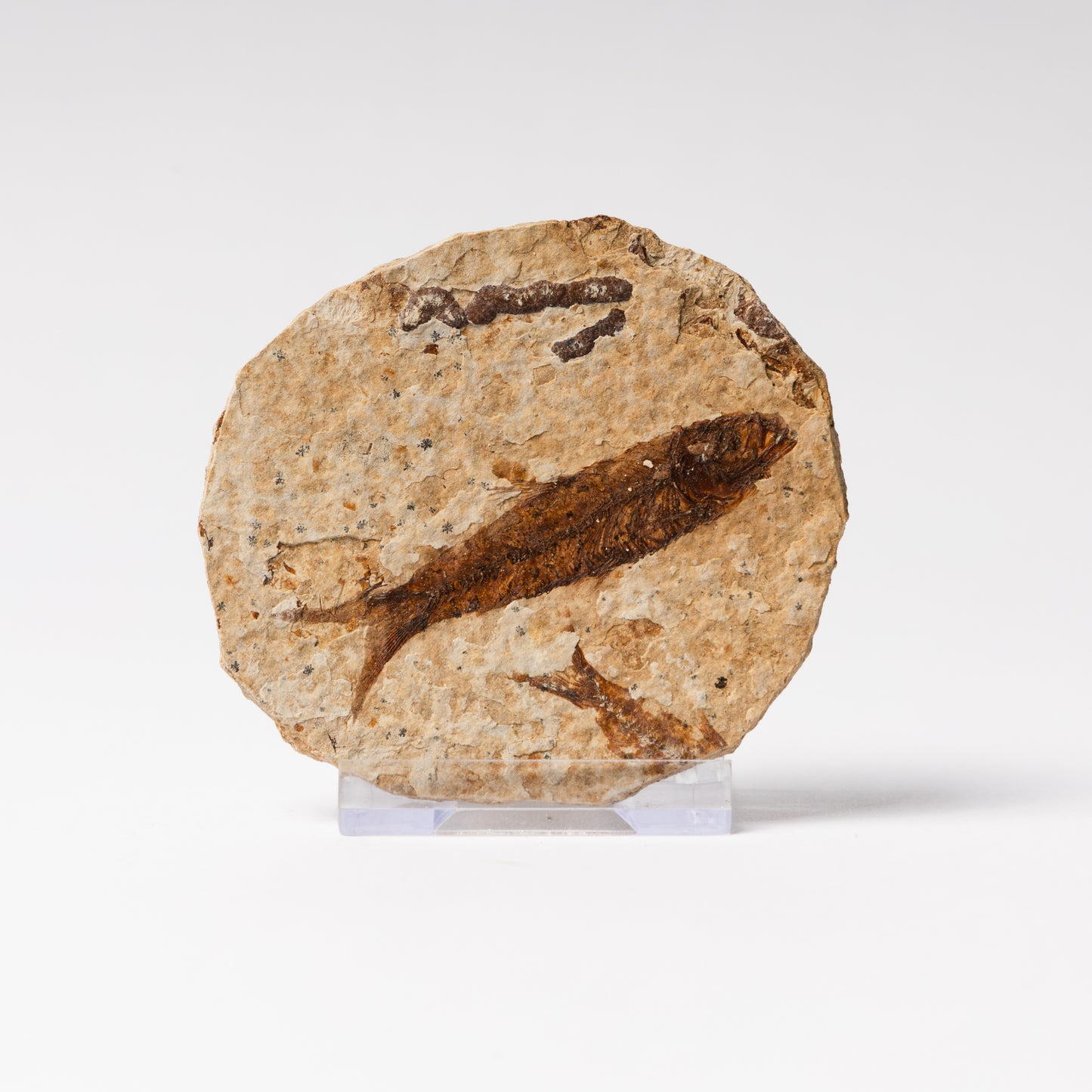 Knightia eocaenea Fossil Fish