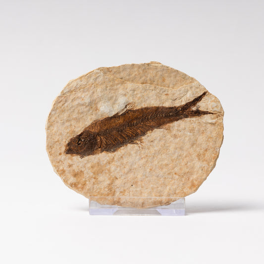 Knightia eocaenea Fossil Fish