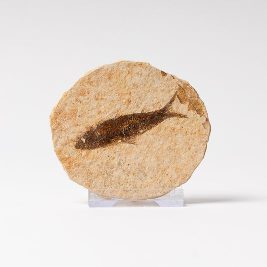 Knightia eocaenea Fossil Fish