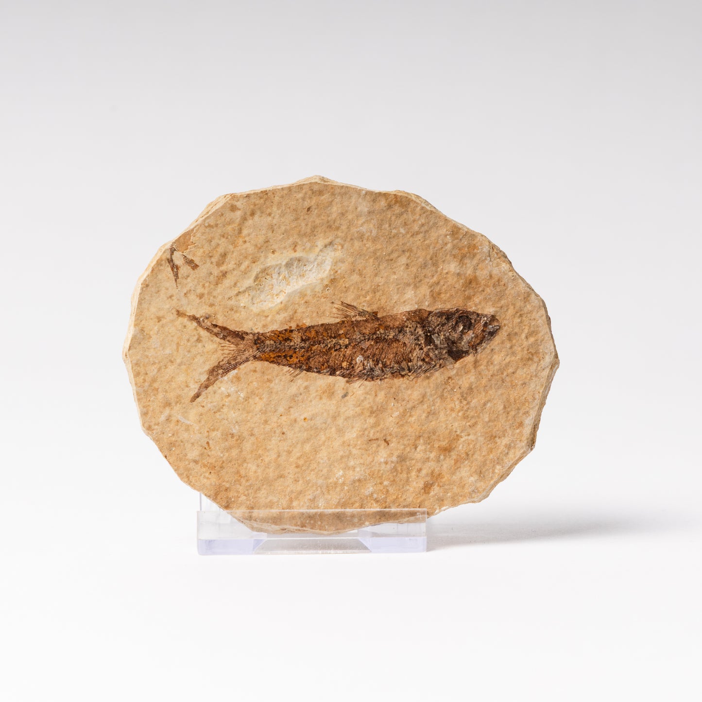 Knightia eocaenea Fossil Fish