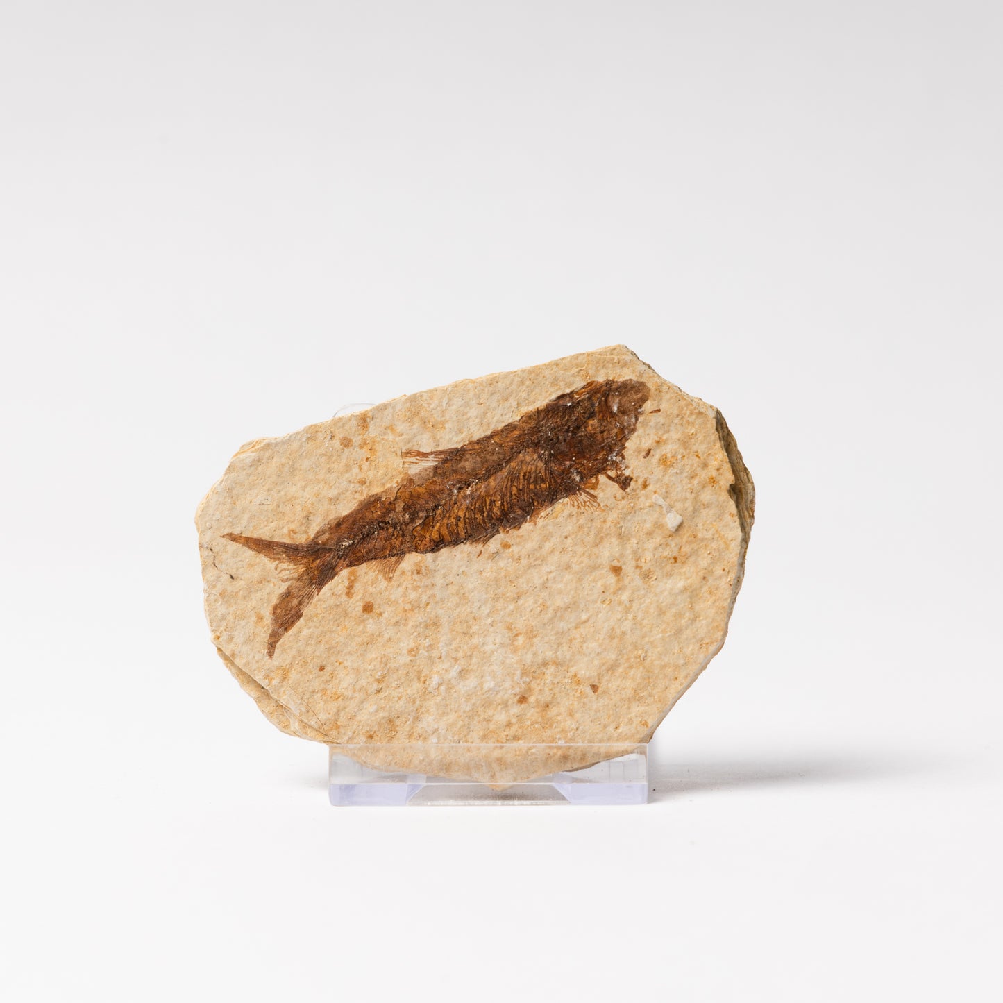 Knightia eocaenea Fossil Fish