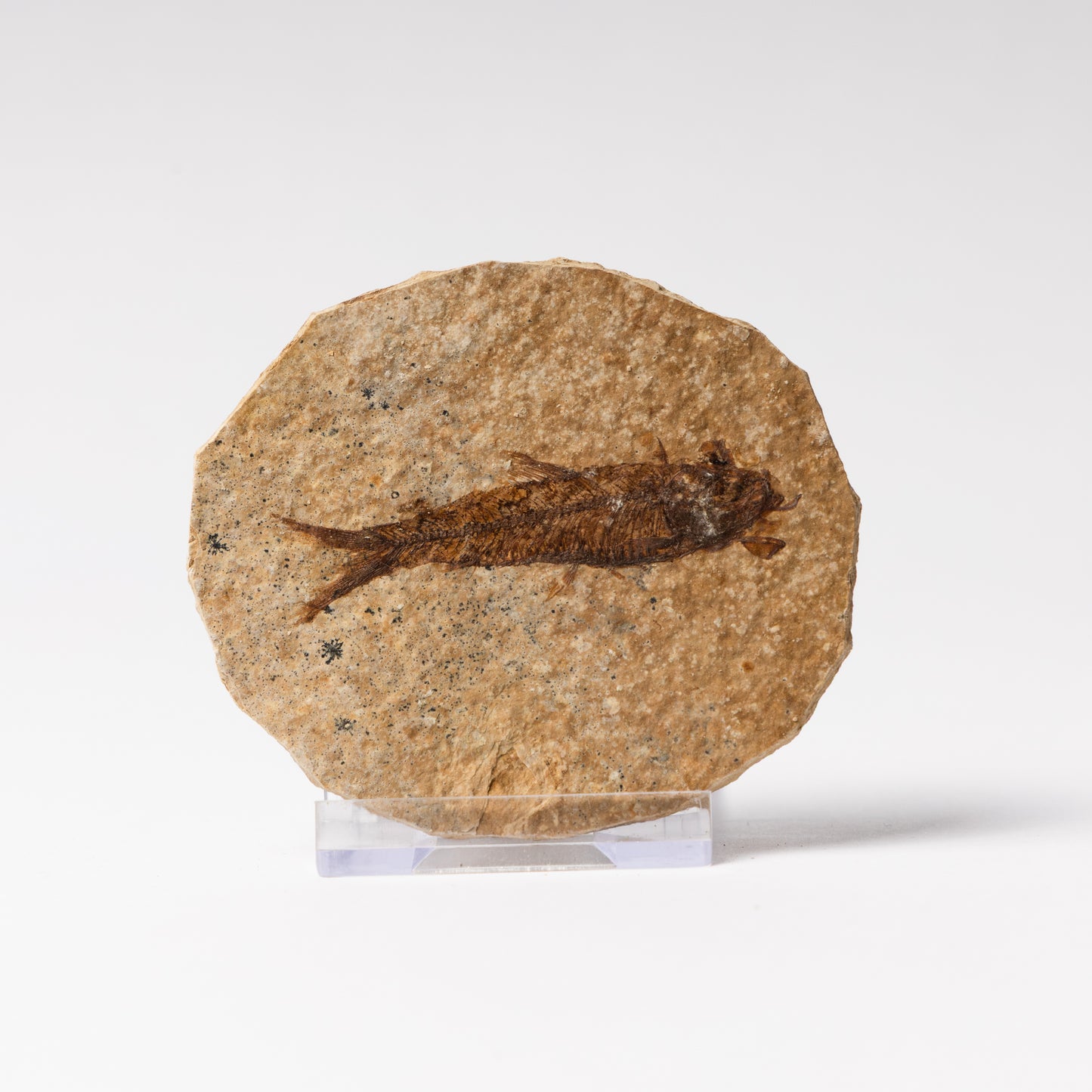 Knightia eocaenea Fossil Fish