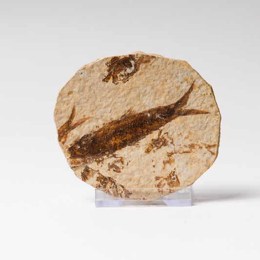 Knightia eocaenea Fossil Fish