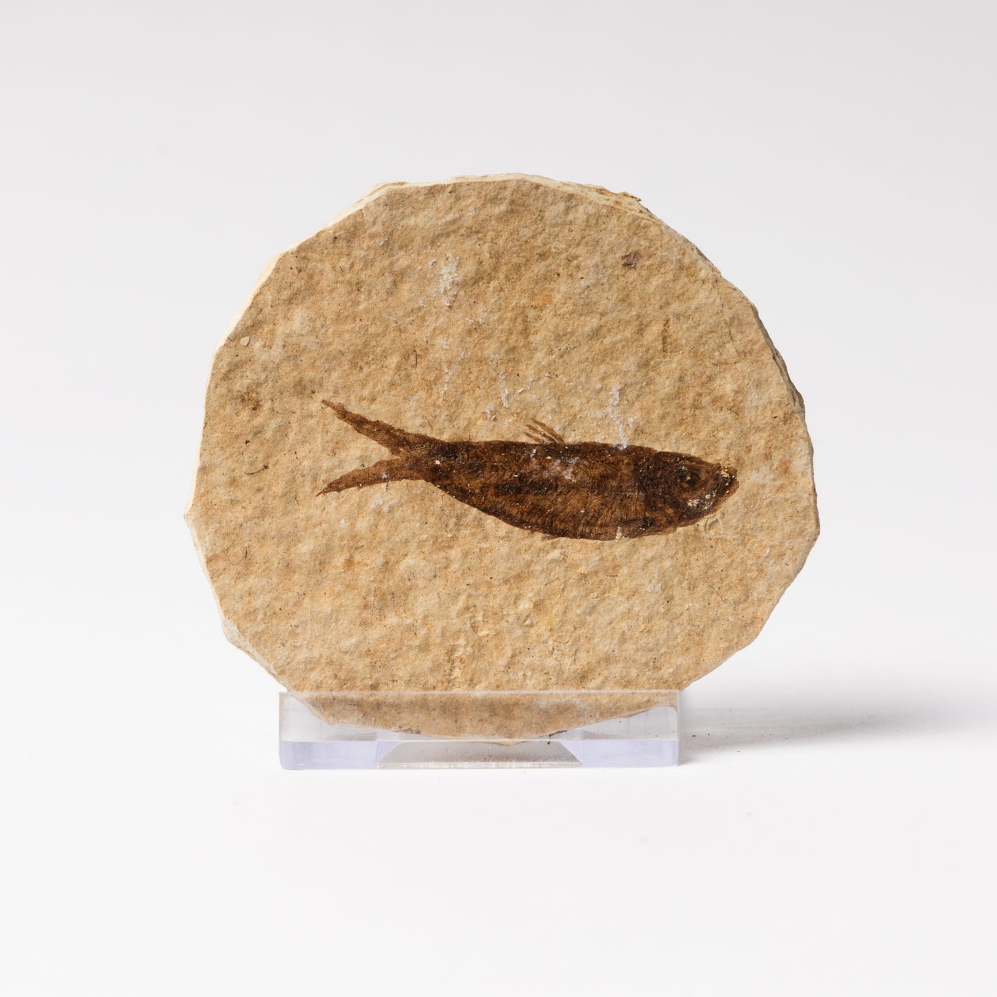 Knightia eocaenea Fossil Fish