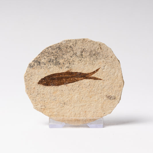 Knightia eocaenea Fossil Fish
