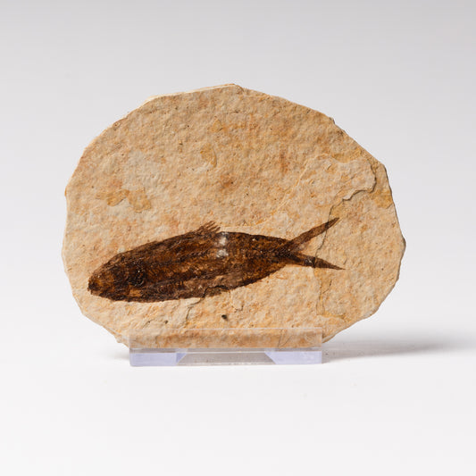 Knightia eocaenea Fossil Fish
