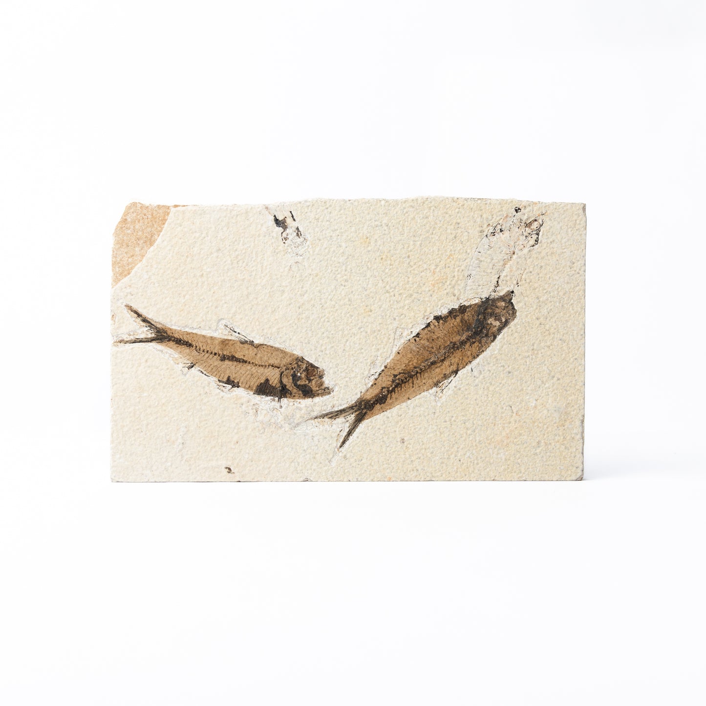 Knightia eocaenea Fossil Fish (Multi)
