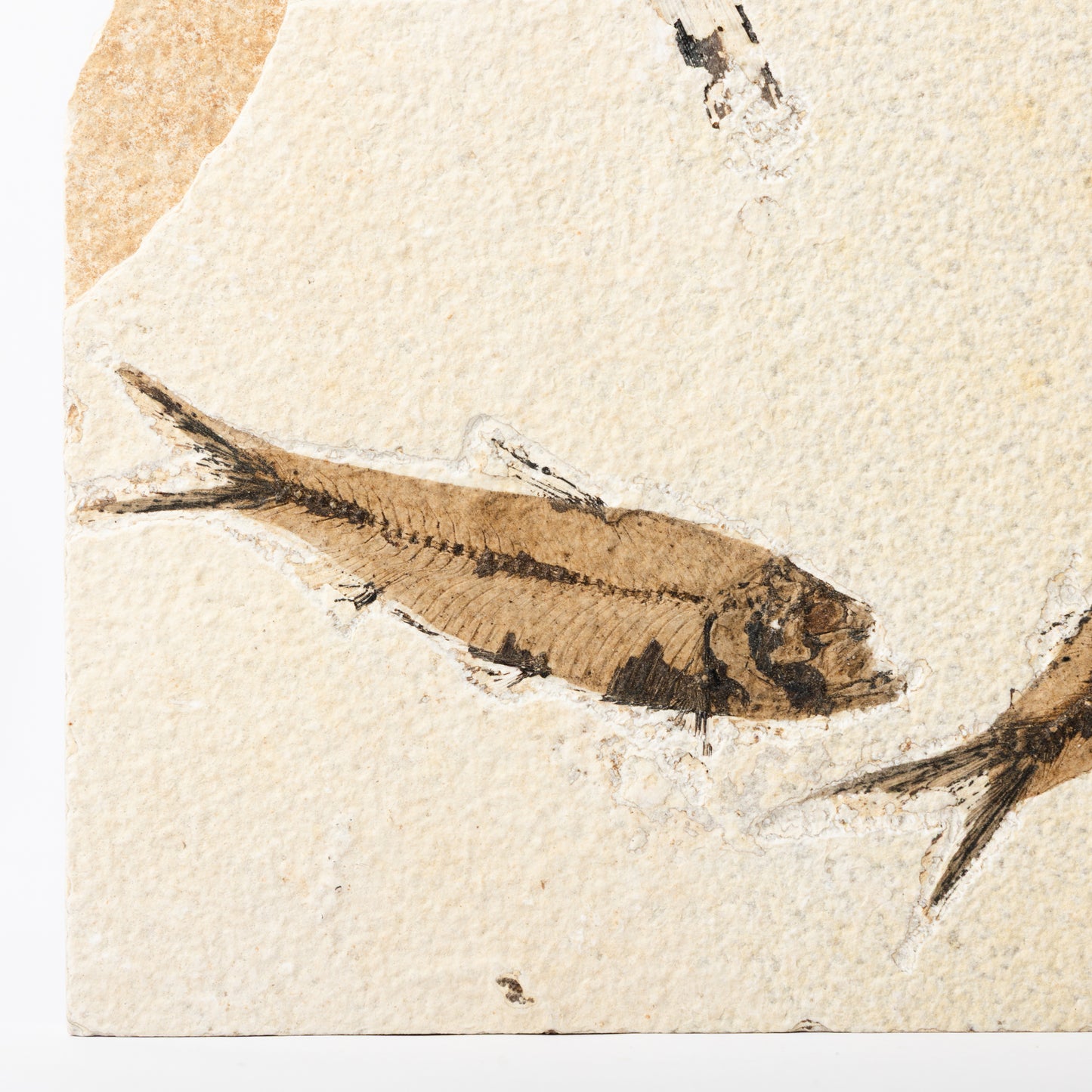 Knightia eocaenea Fossil Fish (Multi)