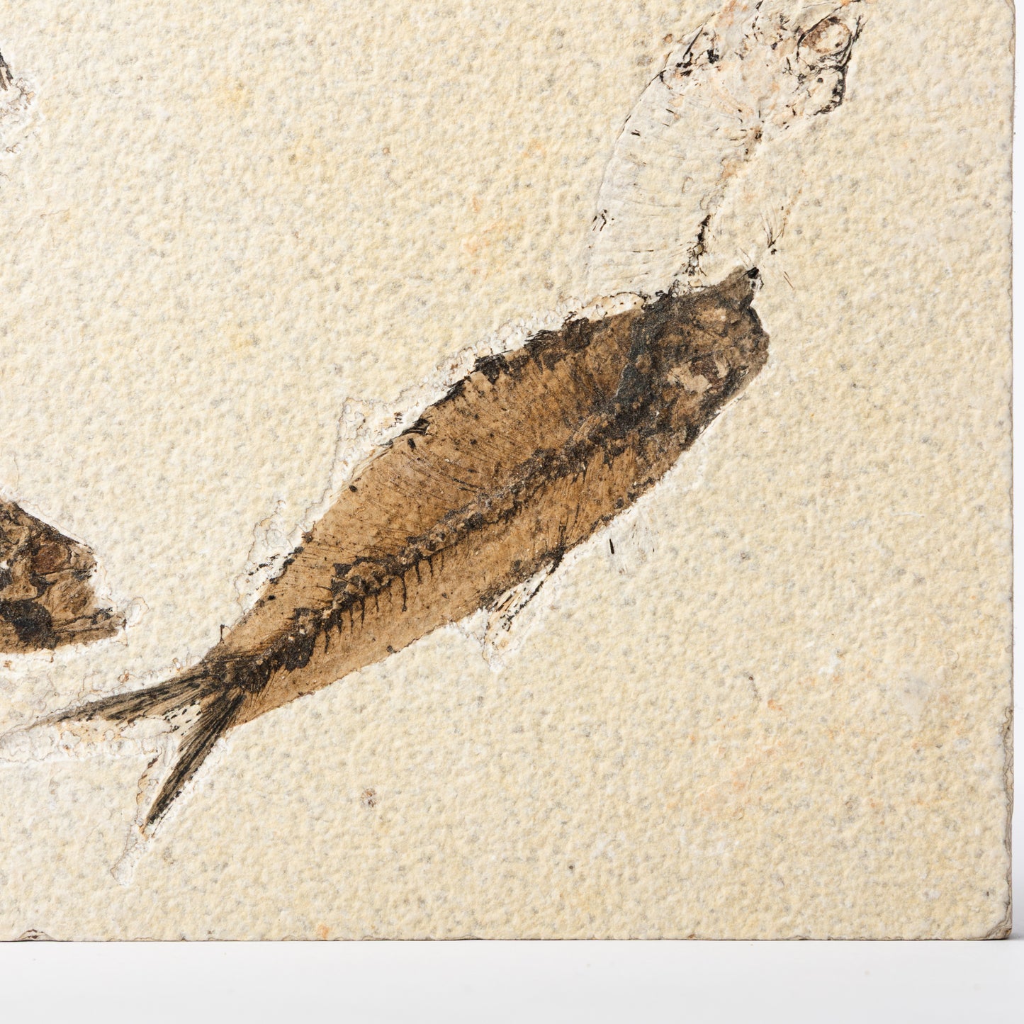 Knightia eocaenea Fossil Fish (Multi)