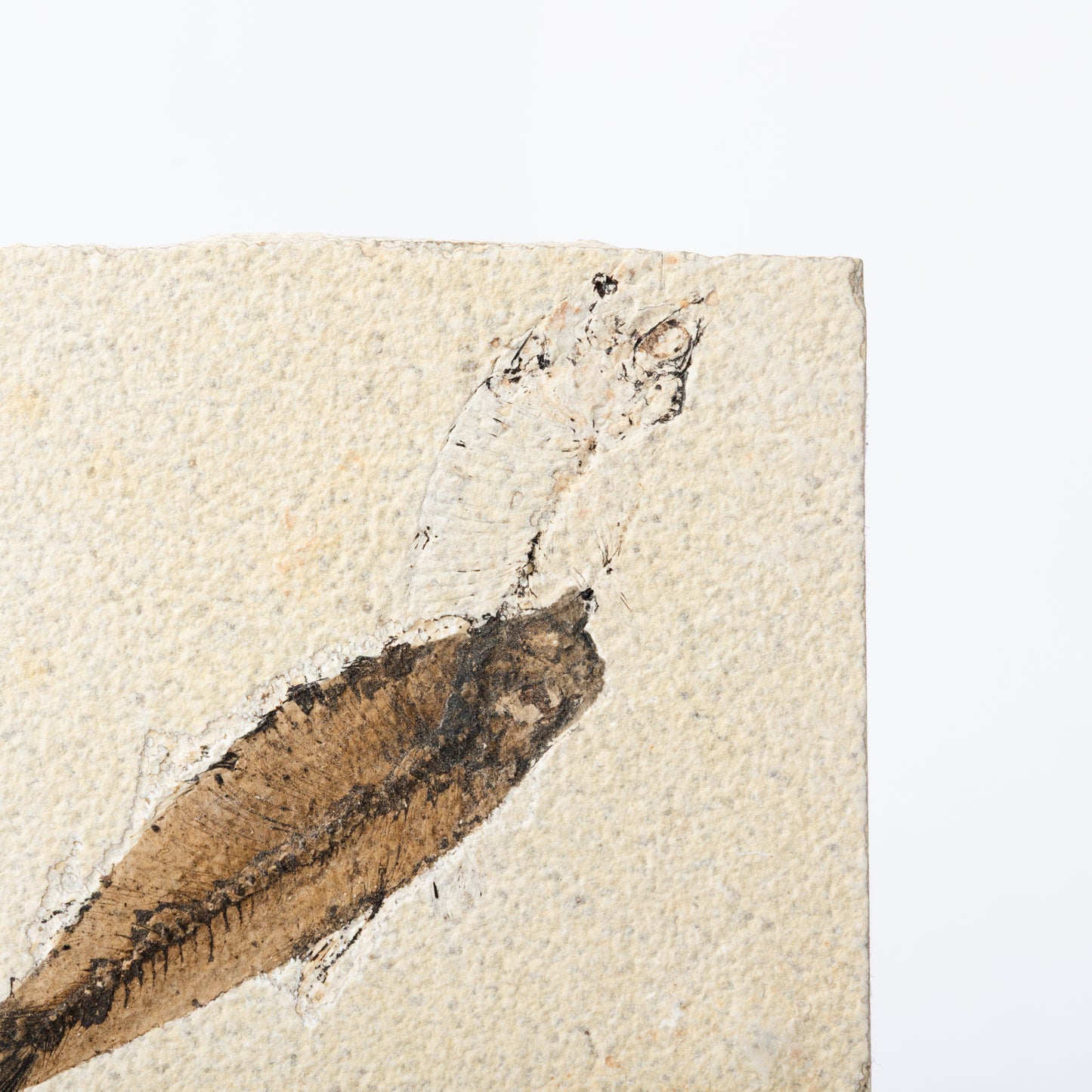 Knightia eocaenea Fossil Fish (Multi)