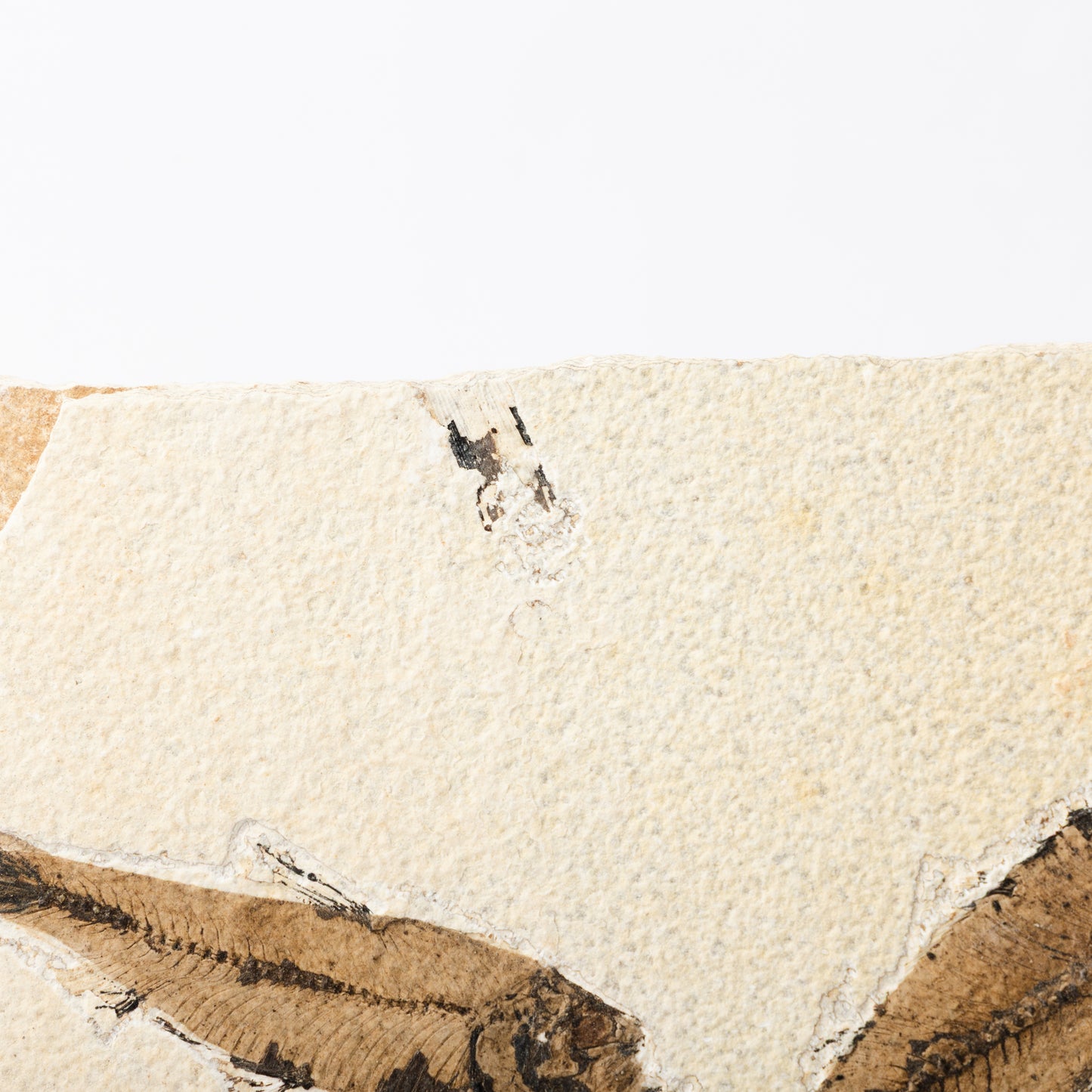 Knightia eocaenea Fossil Fish (Multi)