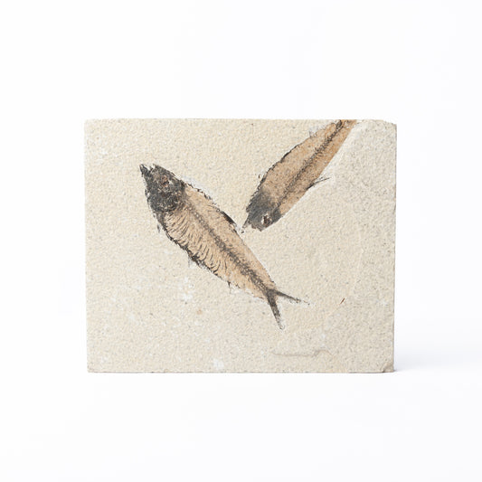 Knightia eocaenea Fossil Fish (Multi)