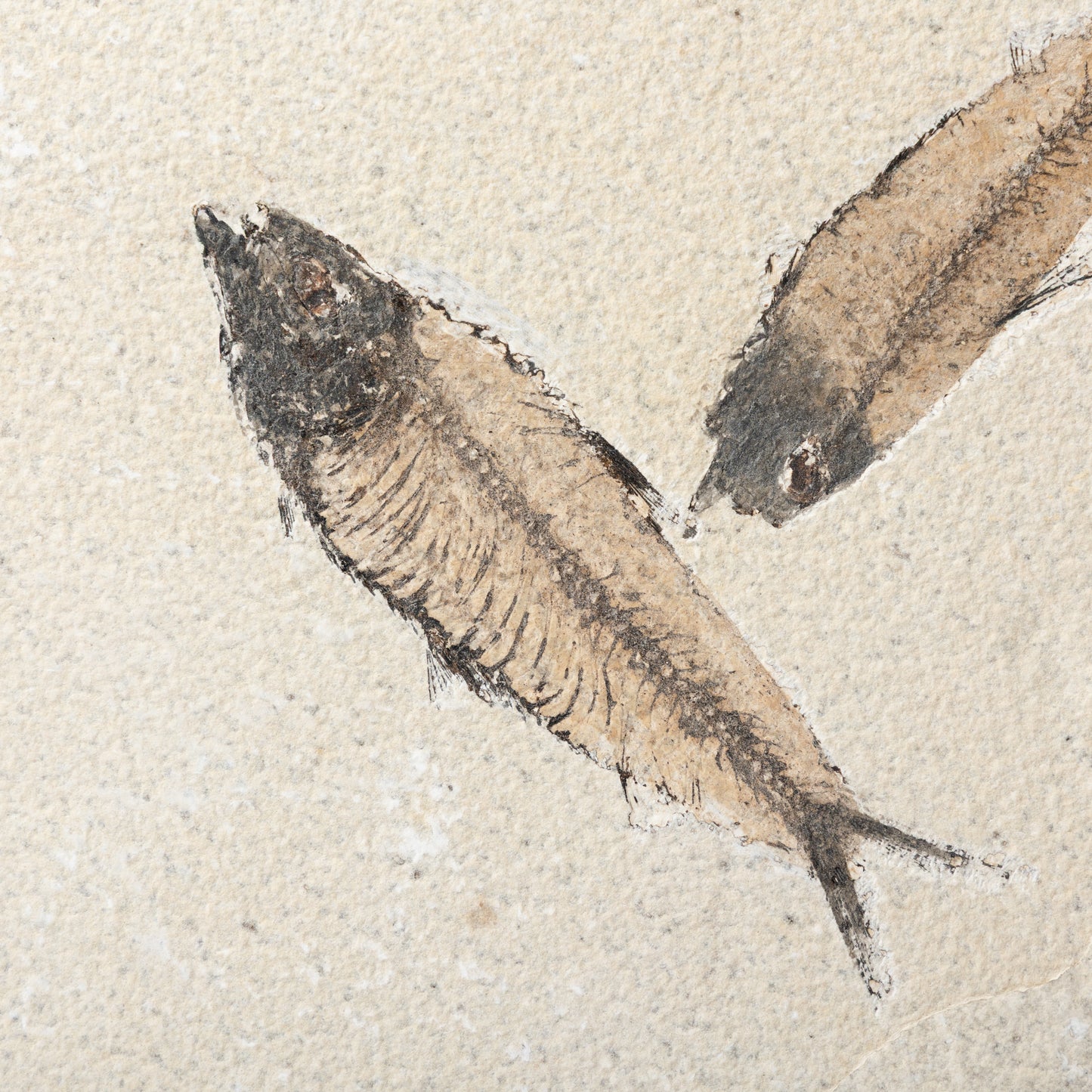 Knightia eocaenea Fossil Fish (Multi)