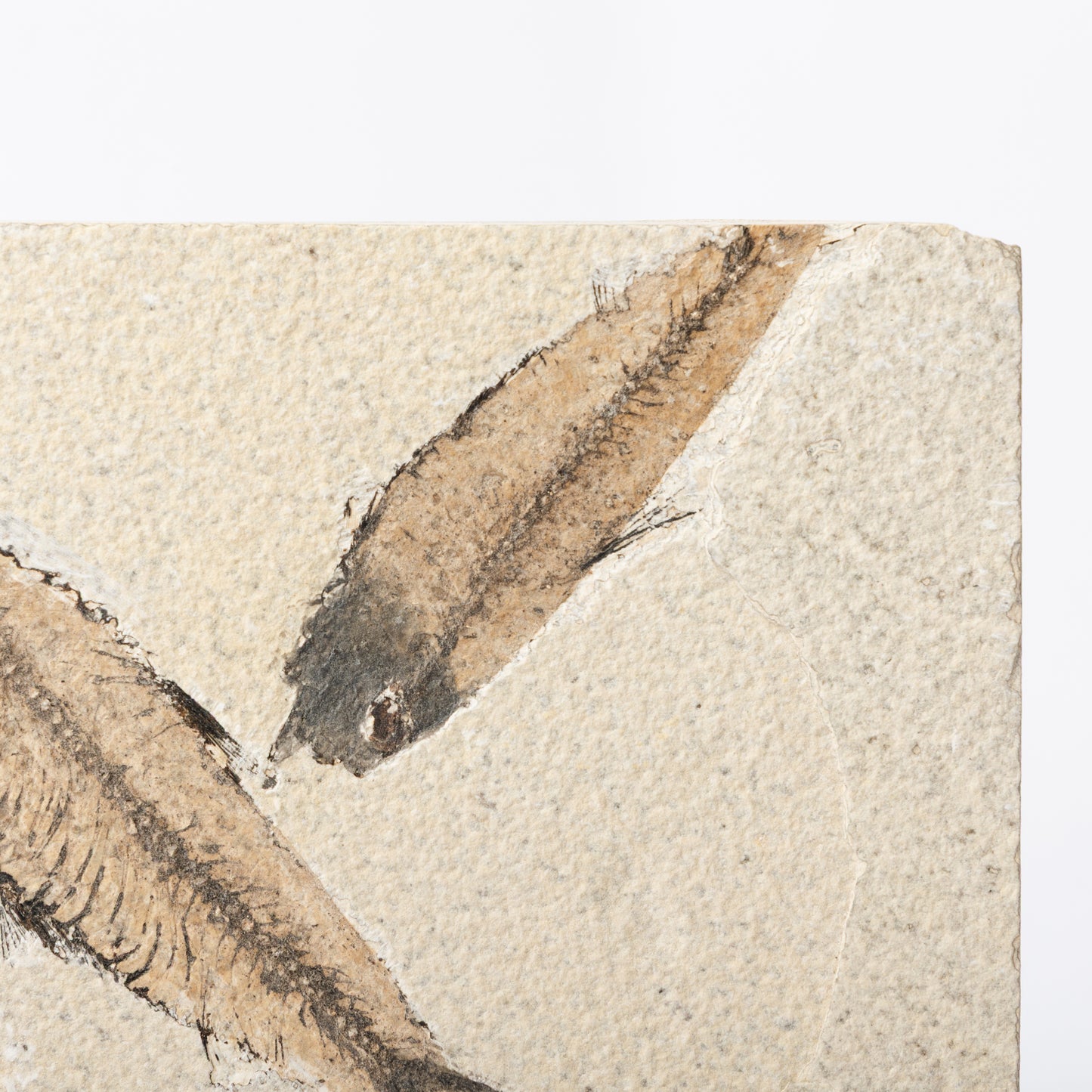 Knightia eocaenea Fossil Fish (Multi)