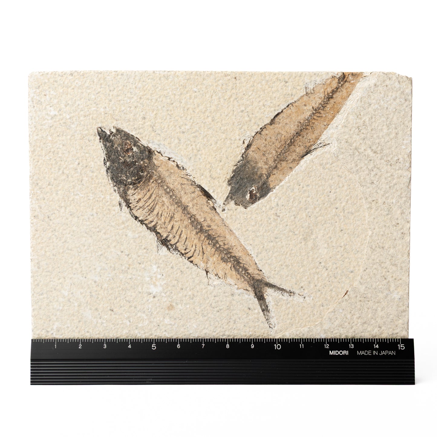 Knightia eocaenea Fossil Fish (Multi)