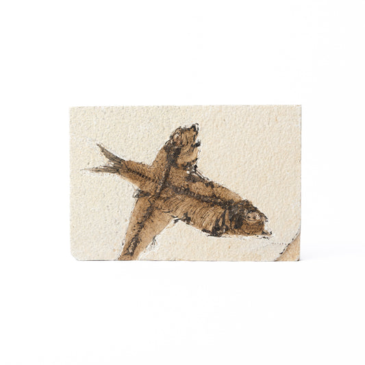 Knightia eocaenea Fossil Fish (Multi)