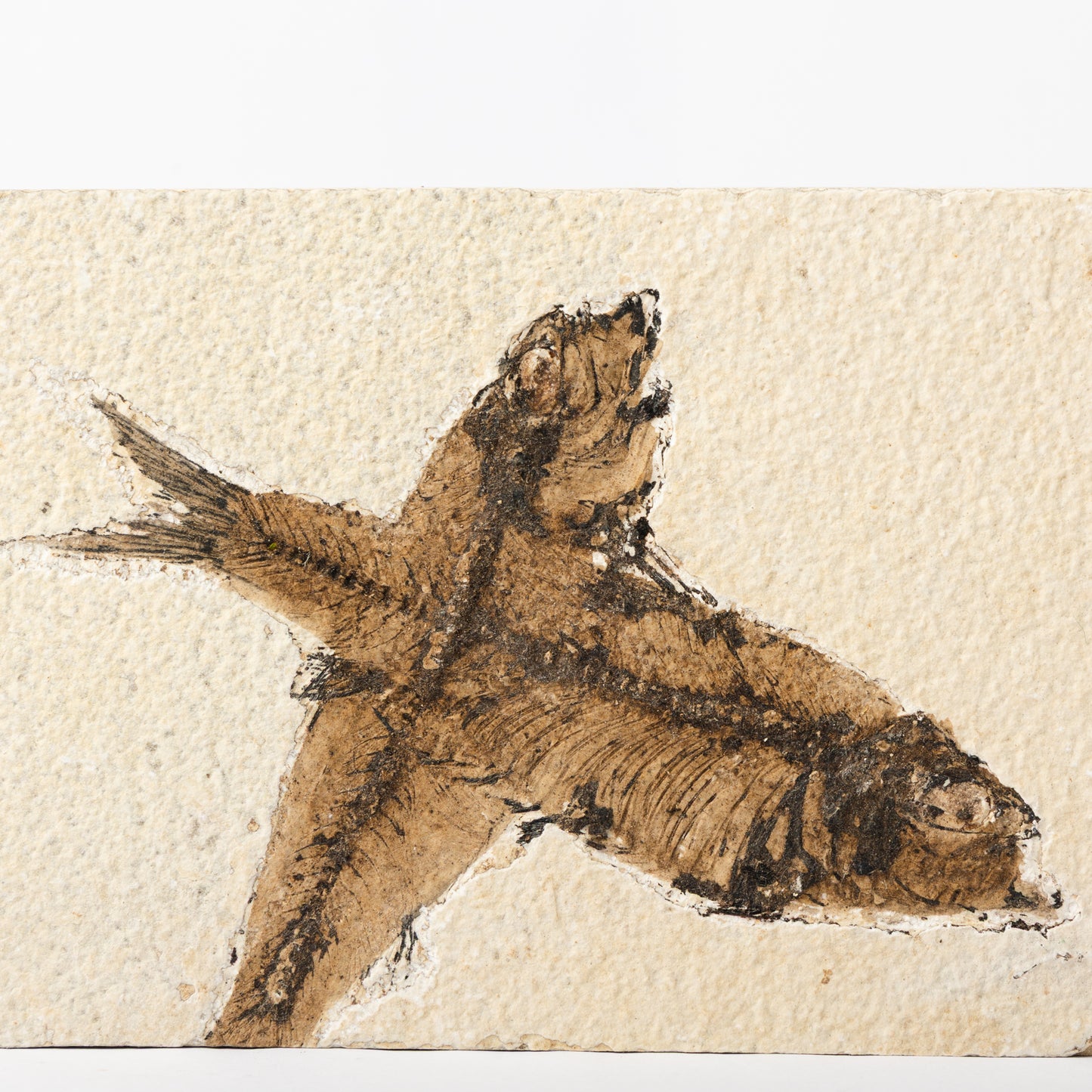 Knightia eocaenea Fossil Fish (Multi)
