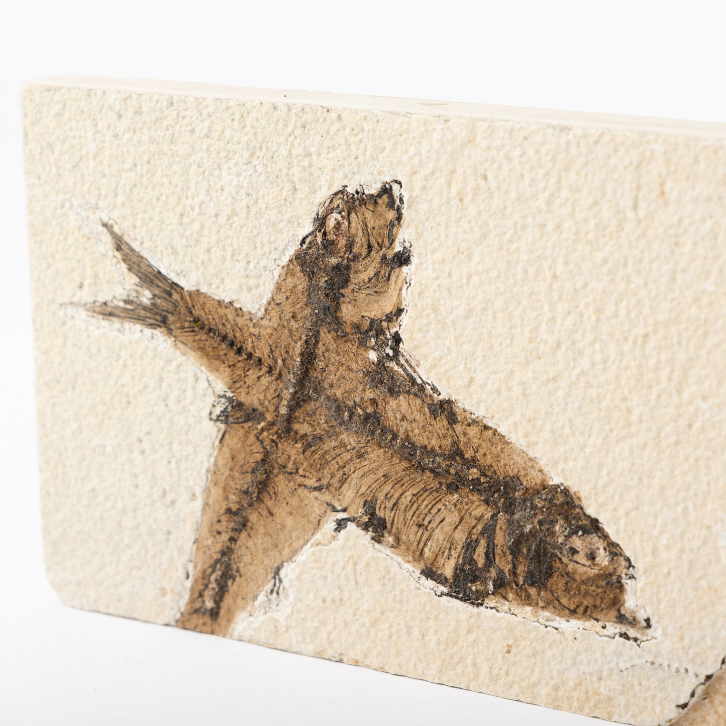Knightia eocaenea Fossil Fish (Multi)