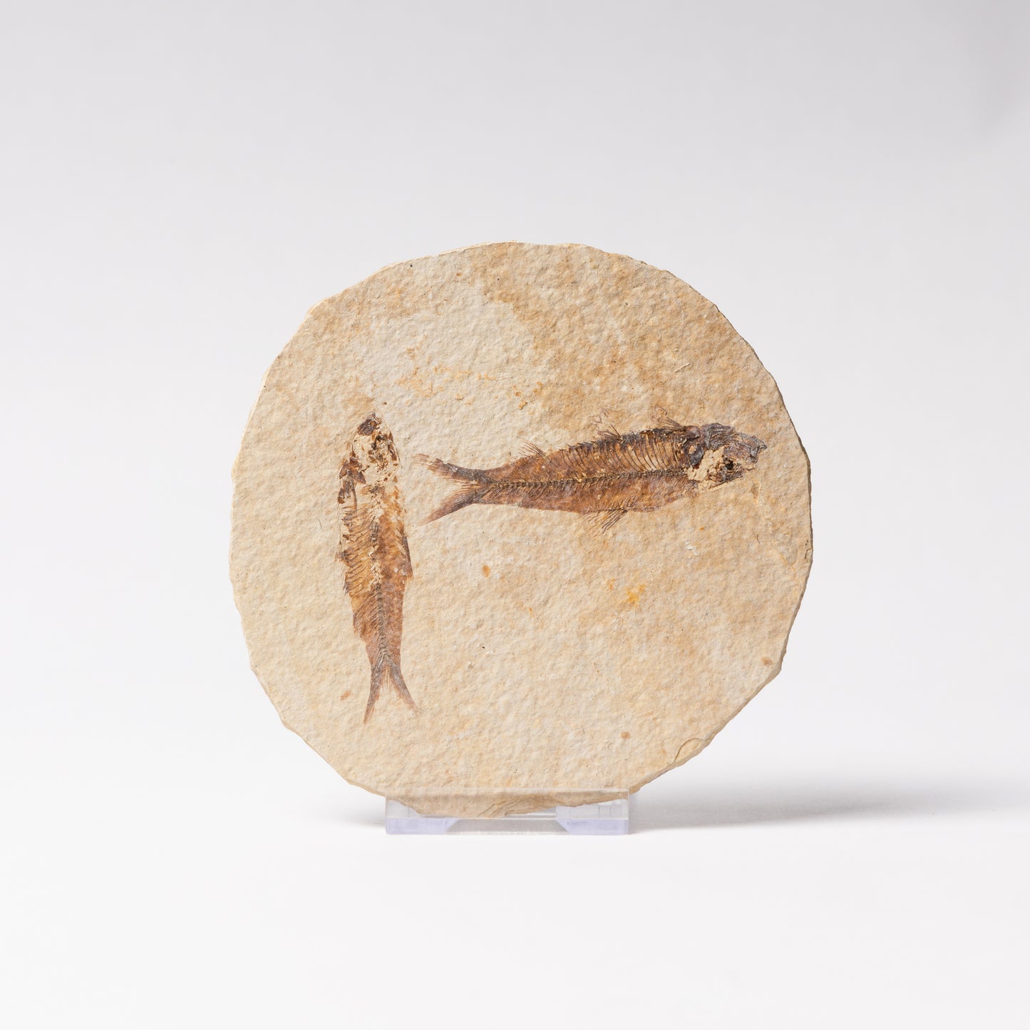 Knightia eocaenea Fossil Fish (Multi)