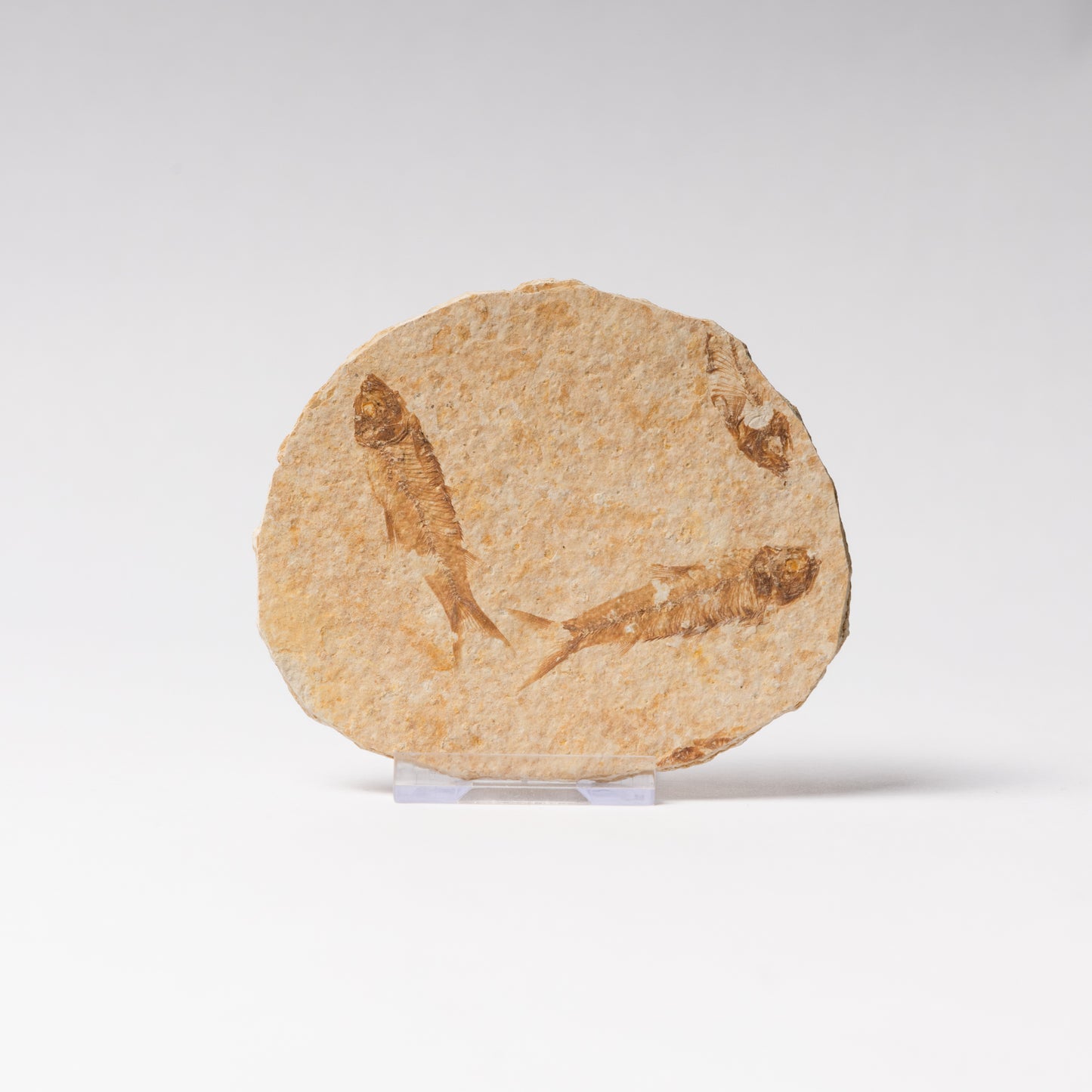 Knightia eocaenea Fossil Fish (Multi)